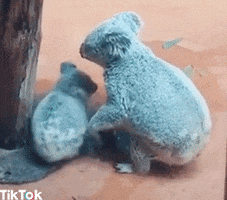 Aww Koala GIF by TikTok Italia