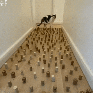 Cats GIF