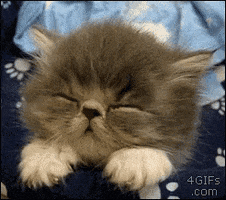 Kitten Reaction GIF by moodman