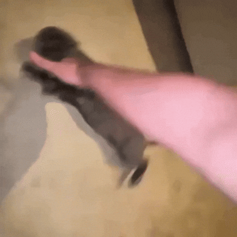 Cat Spin GIF