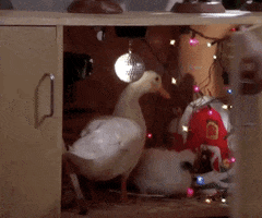 Season 4 Chick And Duck GIF by Friends