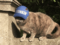 Rally-hats GIFs - Get the best GIF on GIPHY