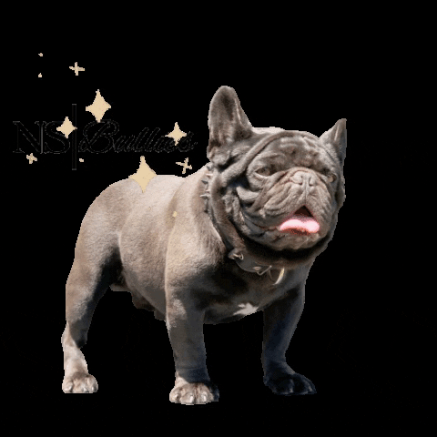 NS BULLIES GIF - Find & Share on GIPHY