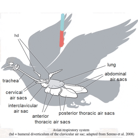 Ornithology GIF