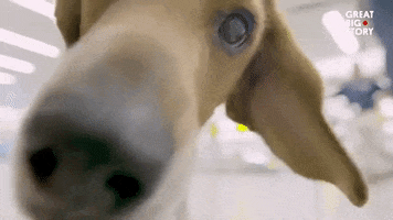 Pay Attention To Me Dog GIF by Great Big Story