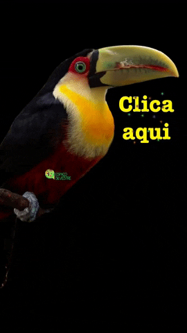 espacosilvestre animal birds tropical ave GIF