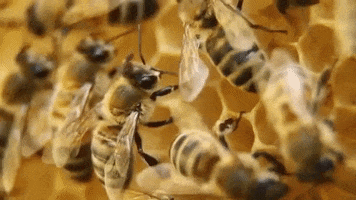 natgeowild bee nat geo wild honeybee GIF