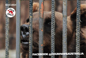 fourpaws_australia bears animal rescue animal welfare four paws GIF