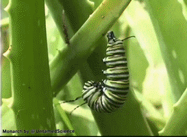 Monarch GIF