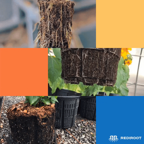 rediroot grow roots drainage rootingforyou GIF
