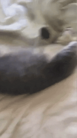 Cat Ar GIF by Wikitude