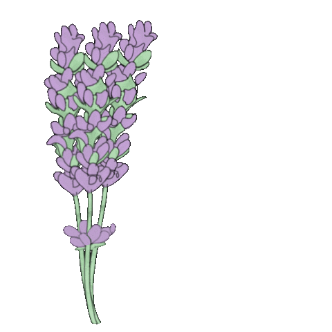 Bom Dia Flor Sticker for iOS & Android | GIPHY Bom Dia Flor Sticker for iOS & Android | GIPHY
