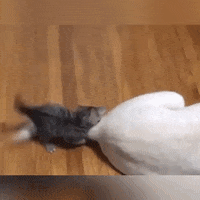 Cat Fighting GIF by JustViral.Net