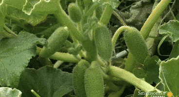 cucumber squirting GIF