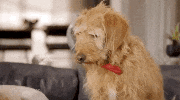 dog nbc GIF by The Voice