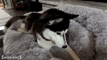 Video gif. A finger reaches out and pokes the nose of a cute Siberian husky who is lying on a fluffy, furry grey bed Text, “Boop!”