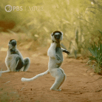 Lemur meme gif