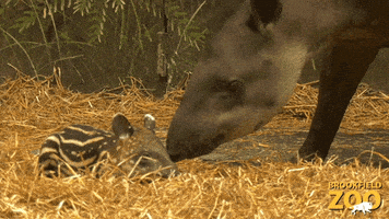 Baby Cute Animals GIF by Brookfield Zoo