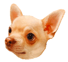 Dog Eyes Sticker