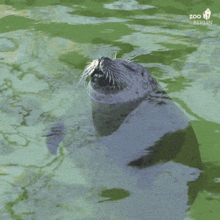 Giphy - Sun Chill GIF by Zoo Berlin