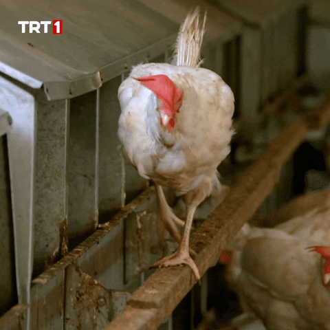 Chicken What GIF by TRT