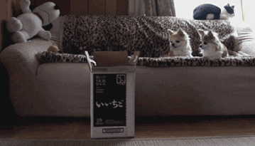 Cat Fail Gifs Get The Best Gif On Giphy