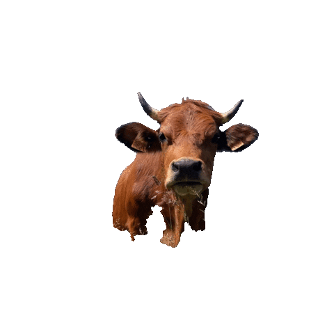Cow Vache Sticker by Suzie L