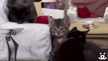 Cat Flirt GIF by Best Friends Animal Society