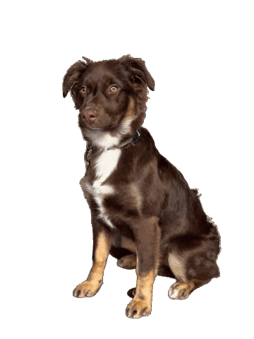 Dog Family Sticker by JusComte.de