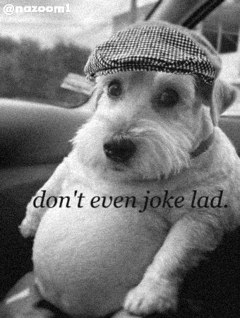 Dog Joke GIF