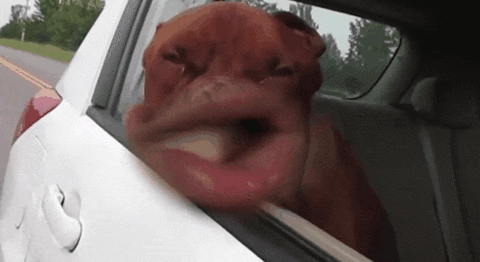 Funny Face Dog GIF - Find & Share on GIPHY