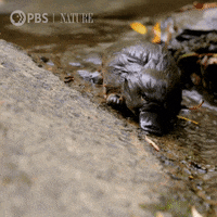 Baby Platypus GIFs - Find & Share on GIPHY