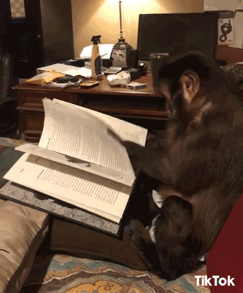 monkey doing homework gif