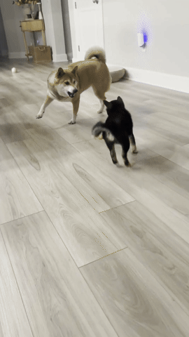 Jessytheshiba GIF