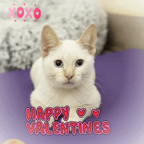 White Cat Hearts GIF