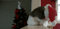 Cat Christmas GIF
