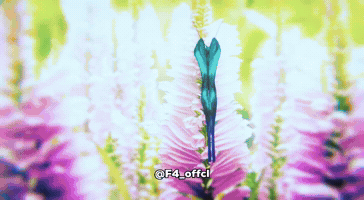 Freedom GIF