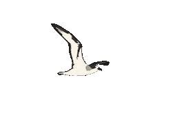 La Reunion Bird Sticker