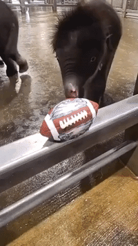 Baby Elephant Twins Make Super Bowl 'Predictions' Ahead of Sunday's Game