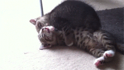 animals spooning hug GIF