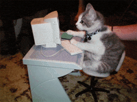 A-cat-works-in-my-office GIFs - Get the best GIF on GIPHY