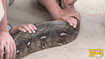 Team Snake GIF by Brookfield Zoo