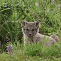 Arctic Fox Baby GIF by Nature on PBS