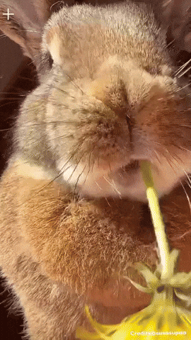 Bunny Happy Easter GIF