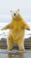polar bear dancing GIF by G1ft3d