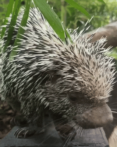 Cactus Porcupine GIF by Valley Zoo Development Society