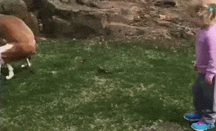 encouragement dog poop GIF