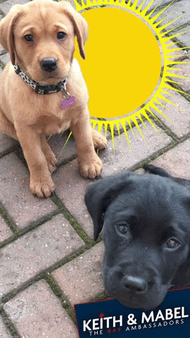 GIF by British Aqua Feeds