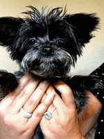 Little Dog GIF by Shelly Saves the Day