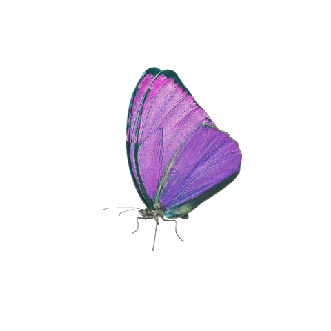 Butterfly Sticker by Carol Civre